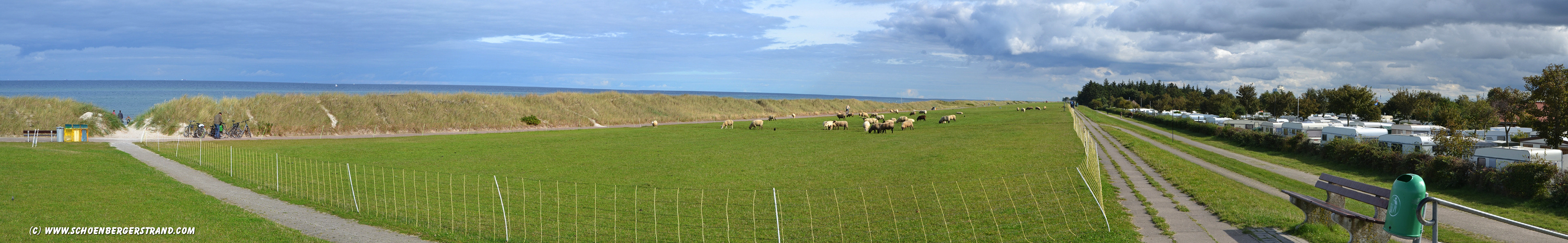 Schafe auf dem Deich in Schönberg - Kalifornien