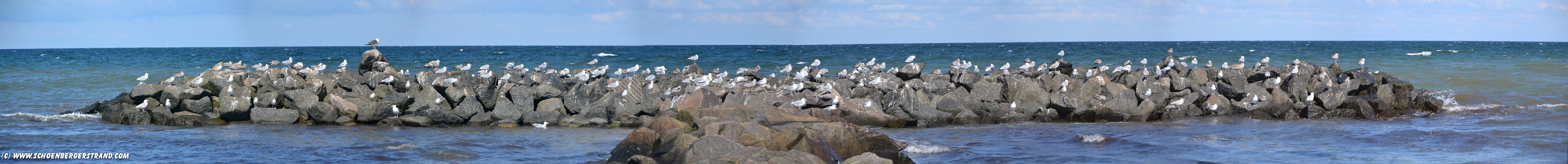 Möwen auf der Mole am Schönberger Strand