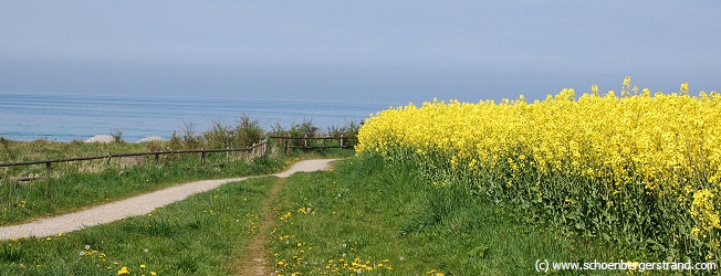 Rapsfelder Hohenfelde