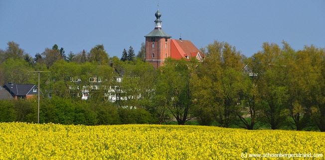 Rapsblüte zu Pfingsten in Schönberg