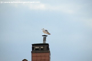 Möwe auf dem Schornstein der Fischerhütten