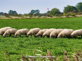 Schafe in Heidkate