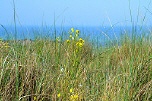 Links