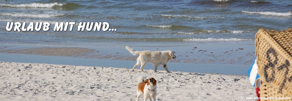 Urlaub mit Hund
