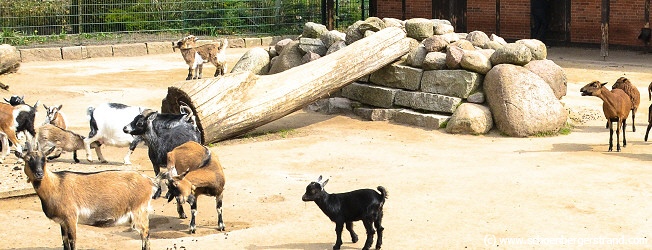 Wildtierpark