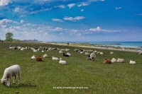 Schafe Weiden am Stakendorfer Strand