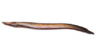 Aal