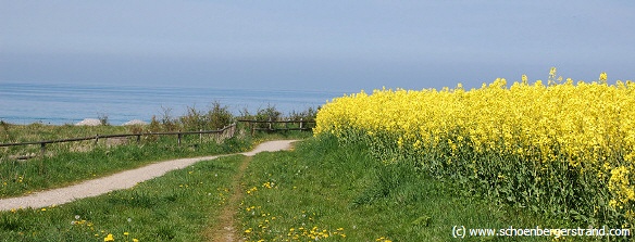 Rapsfelder Hohenfelde