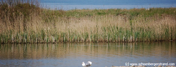 Naturschutzgebiet Schmoel