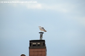 Möwe auf dem Schornstein der Fischerhütten