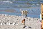 Urlaub mit Hund