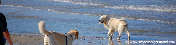 Urlaub mit Hund am Schönberger Strand