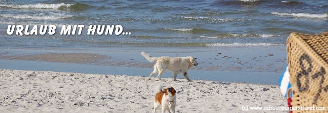 Urlaub mit Hund